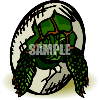 Tortoise Clipart