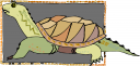 Tortoise Clipart