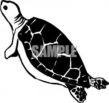 Tortoise Clipart