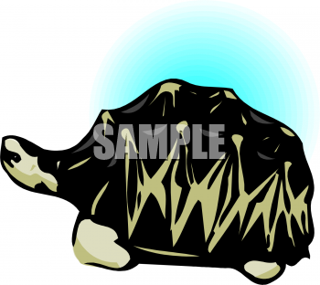 Tortoise Clipart