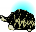 Tortoise Clipart