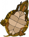 Tortoise Clipart