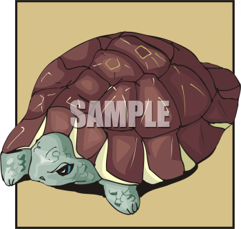 Tortoise Clipart