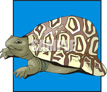 Tortoise Clipart