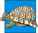 Tortoise Clipart