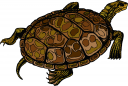 Turtle Clipart