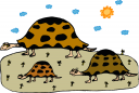 Tortoise Clipart