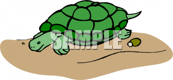 Tortoise Clipart