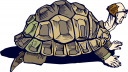 Tortoise Clipart