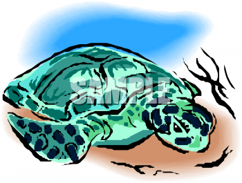 Tortoise Clipart