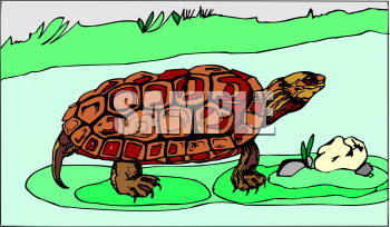 Tortoise Clipart