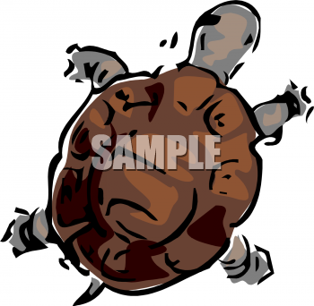 Tortoise Clipart