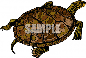 Tortoise Clipart