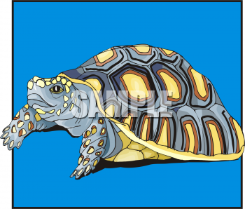 Turtle Clipart