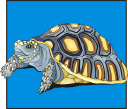 Turtle Clipart