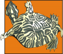 Tortoise Clipart