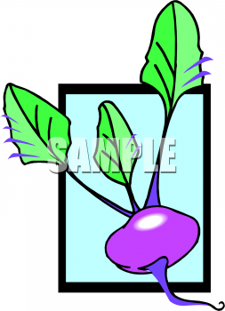 Turnip Clipart