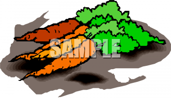 Carrot Clipart