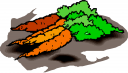 Carrot Clipart