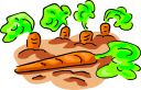 Carrot Clipart