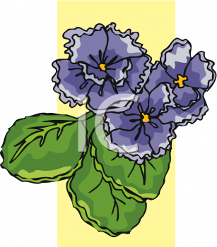 Violet Clipart