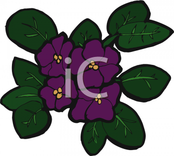 Violet Clipart