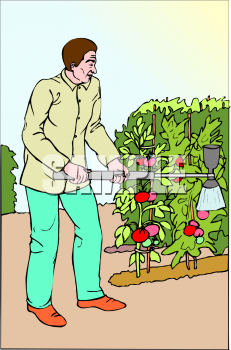 Tomato Clipart