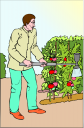 Tomato Clipart