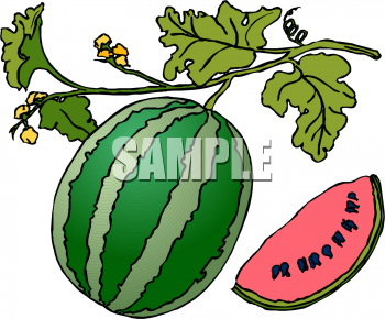 Watermelon Clipart