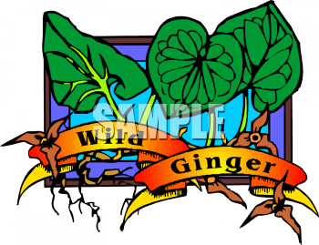 Spices Clipart