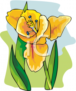 Tulip Clipart